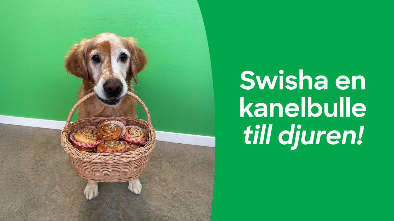 Bild på Golden retrievern Party som sitter med en korg med kanelbullar i munnen. Text på bild: Swisha en kanelbulle till djuren.