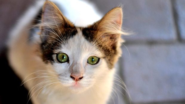 Närbild på en ung katt som sitter på trottoar och tittar in i kameran.