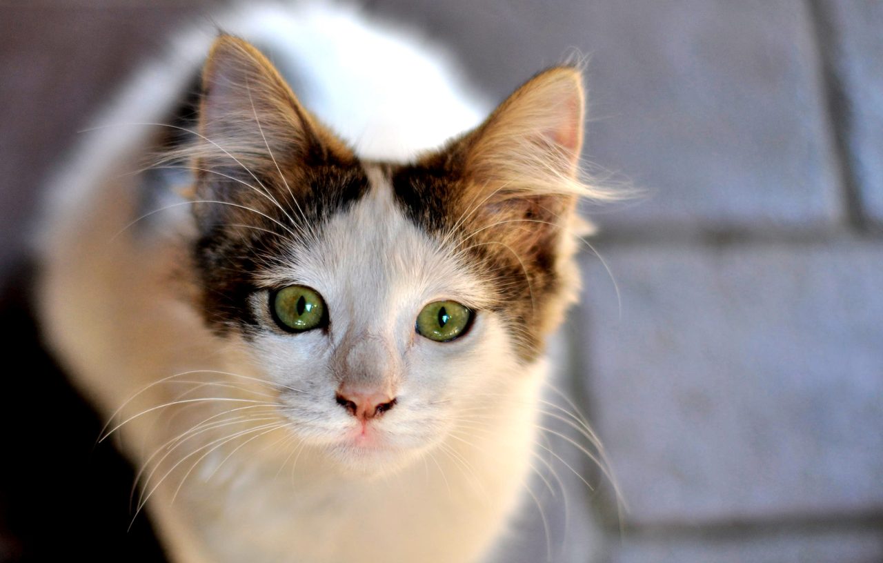 Närbild på en ung katt som sitter på trottoar och tittar in i kameran.