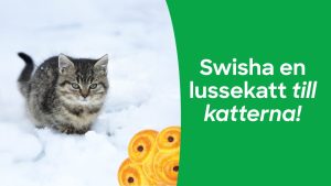 En kattunge som sitter i snön och kollar på lussekatter. Text på bild: Swisha en lussekatt till katterna!