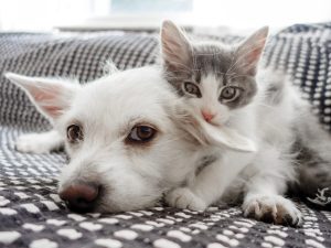 Hund och kattunge gosar med varandra