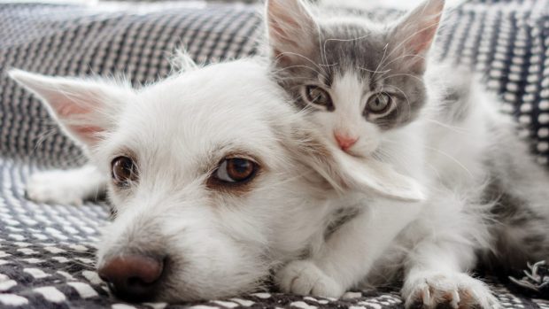 Hund och kattunge gosar med varandra