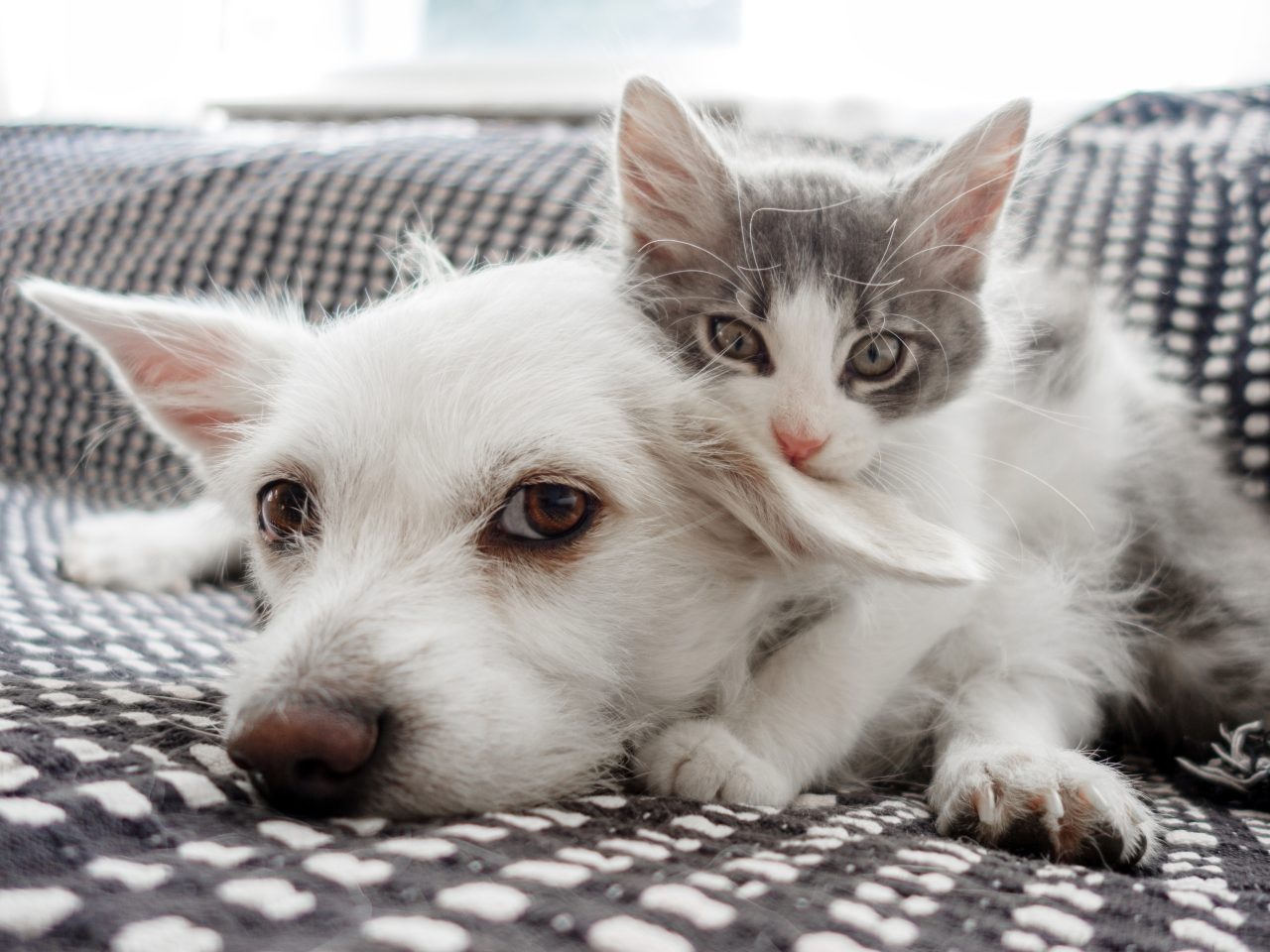 Hund och kattunge gosar med varandra