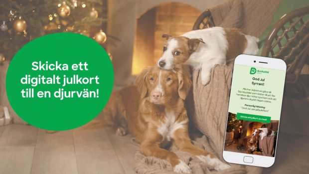 Två hundar myser framför en tänd brasa i julig omgivning.