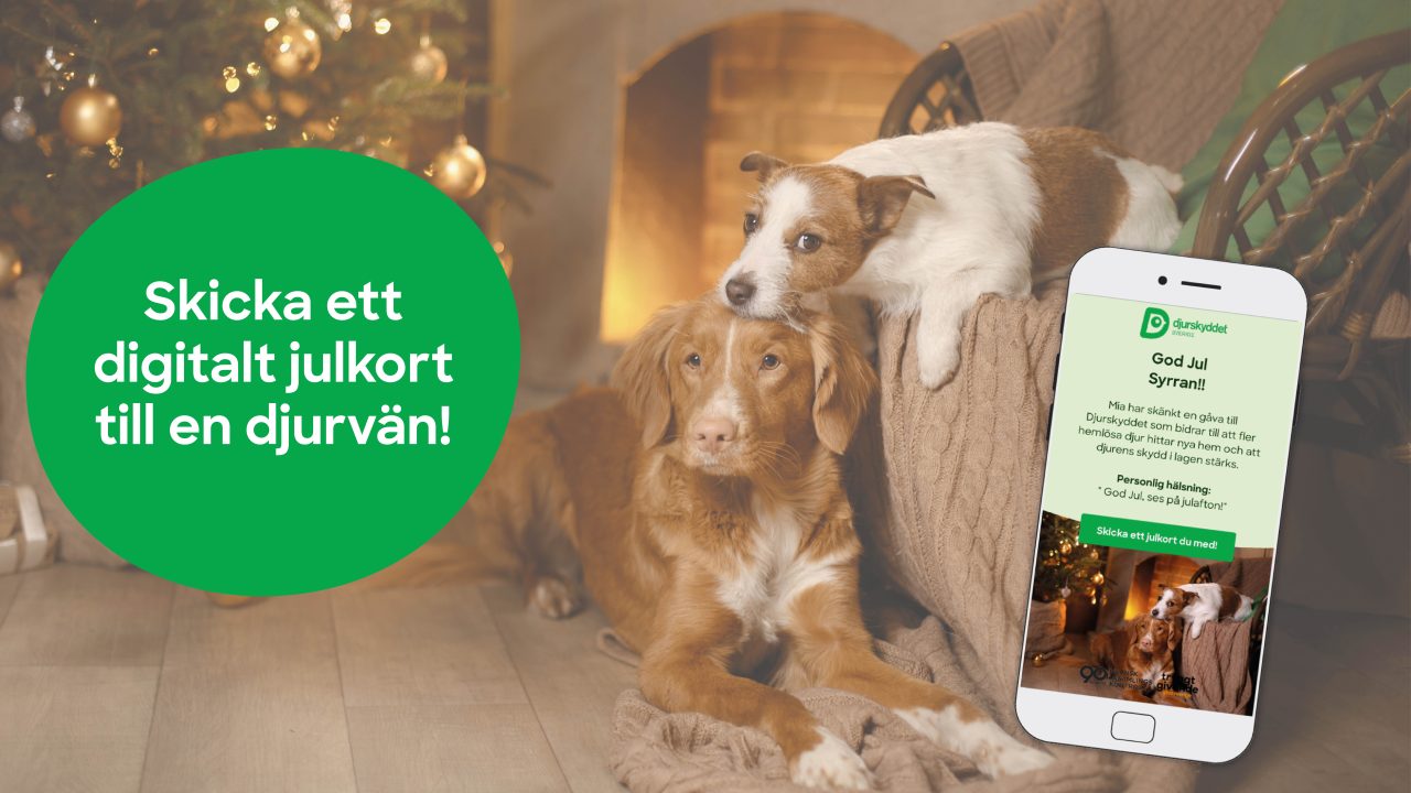 Två hundar myser framför en tänd brasa i julig omgivning.