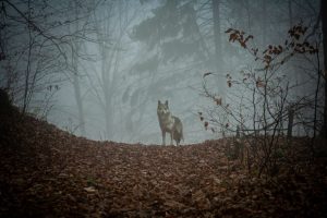 En varg på avstånd i skogen under en höstdag blickar mot kameran. Mystisk stämningsfull bild.
