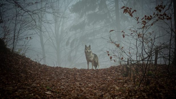 En varg på avstånd i skogen under en höstdag blickar mot kameran. Mystisk stämningsfull bild.