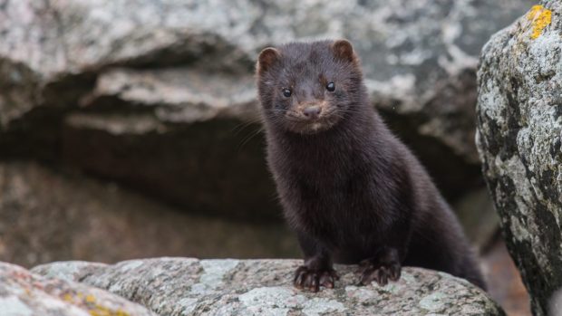 En vild mink tittar nyfiket fram bakom en sten.