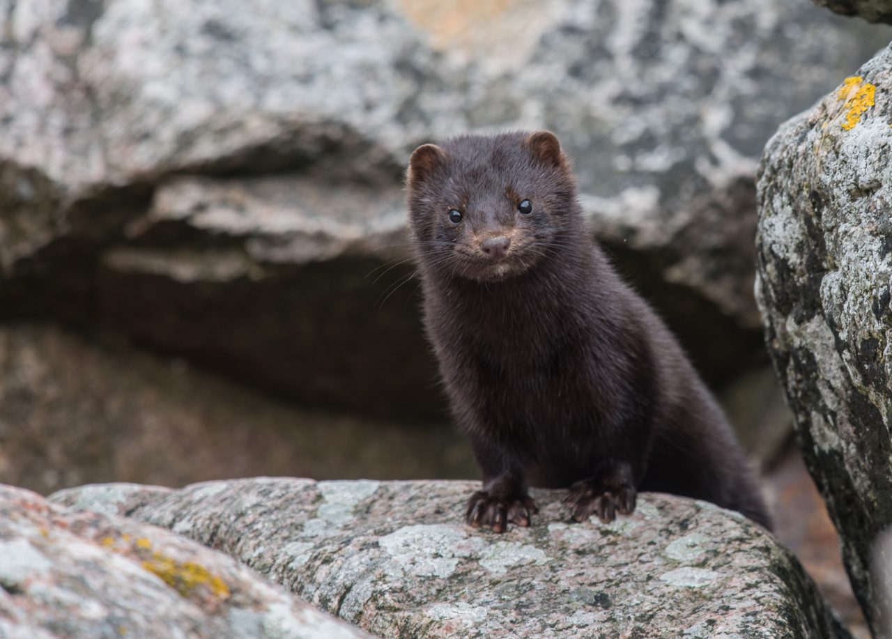 En vild mink tittar nyfiket fram bakom en sten.
