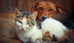 Katt och hund blickar allvarligt mot kameran.