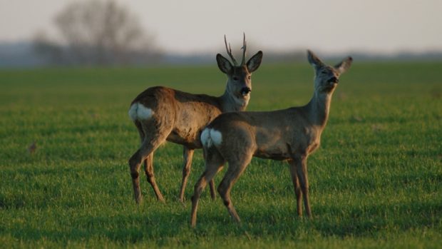 Två rådjur på en åker