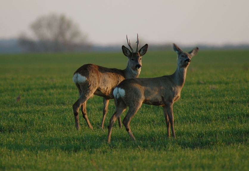 Två rådjur på en åker