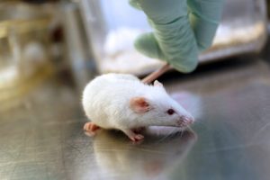 En handskbeklädd hand håller en mus i svansen.