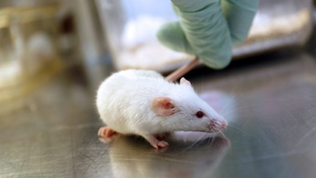 En handskbeklädd hand håller en mus i svansen.