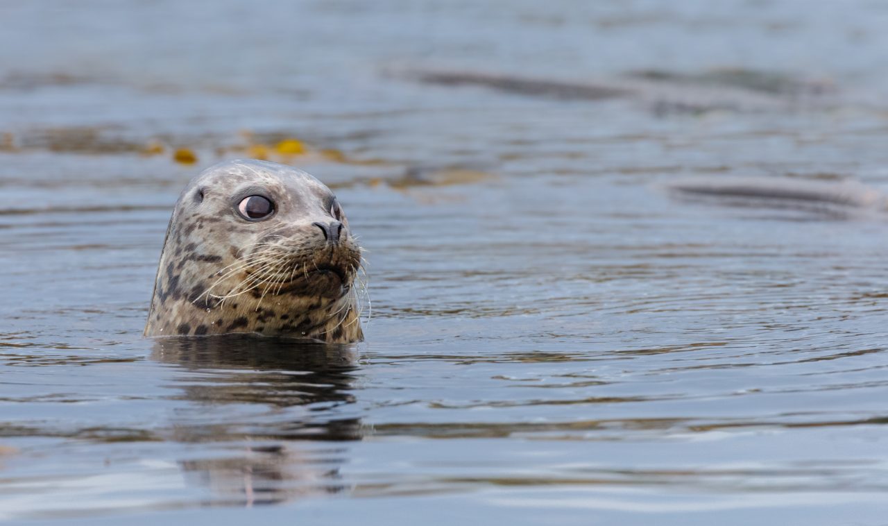 Knubbsäl sticker upp huvudet ovanför vattenytan.