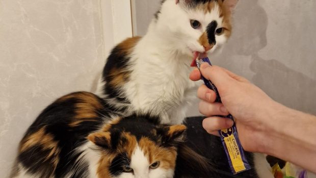 Smilla och Smulan på Djurskyddet Säffle-Åmål