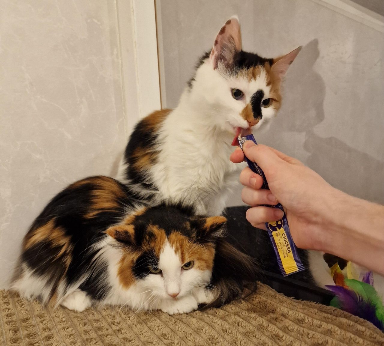 Smilla och Smulan på Djurskyddet Säffle-Åmål