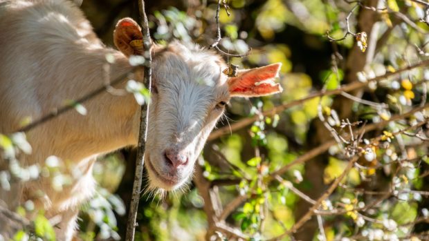 Get med öra kluvet av öronmärkning kikar fram bland buskar och löv. Örat är läkt.