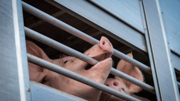 Grisar på en djurtransport