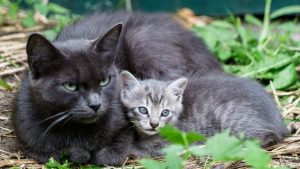 Kattmamma med unge utomhus