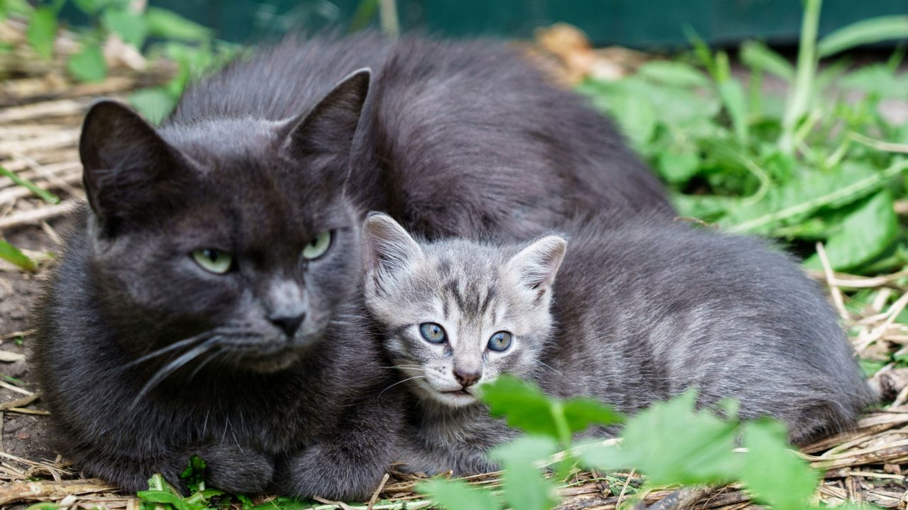 Kattmamma med unge utomhus