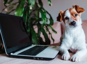 En hund liknande Jack Russel terrier ligger bredvid en dator.