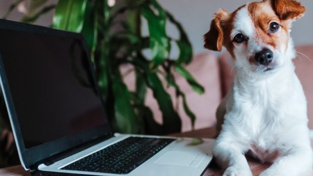 En hund liknande Jack Russel terrier ligger bredvid en dator.