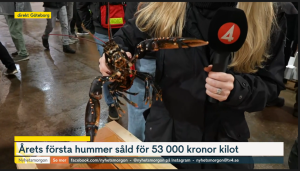 Skärmdump från TV4:s inslag i TV där reportern lyfter upp en hummer mot kameran.