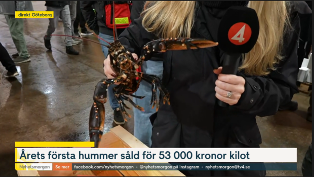 Skärmdump från TV4:s inslag i TV där reportern lyfter upp en hummer mot kameran.